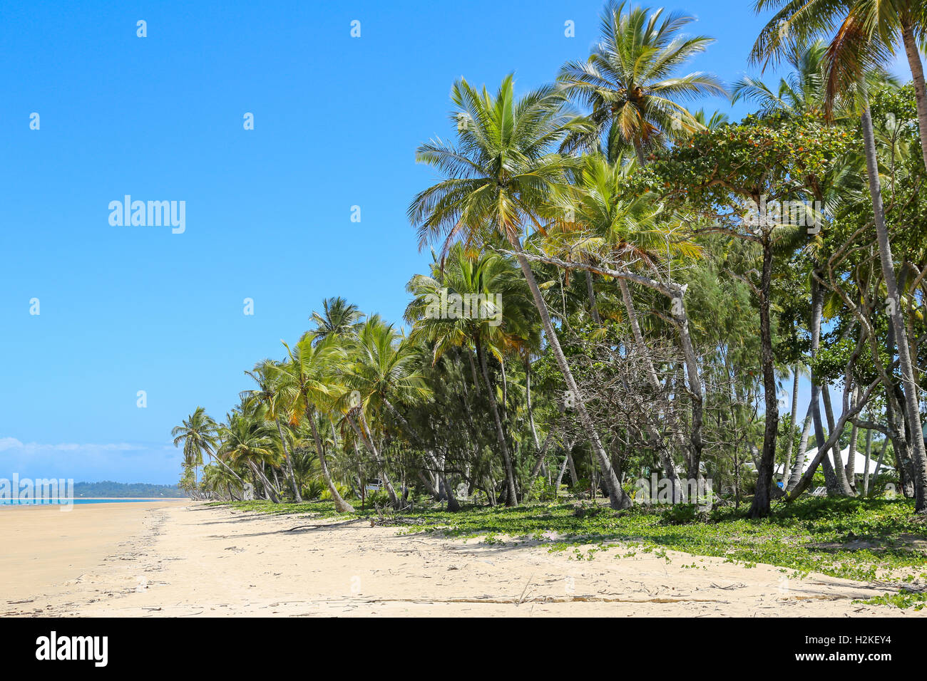 Tropical beach at Mission Beach, Queensland, Australia Stock Photo Alamy