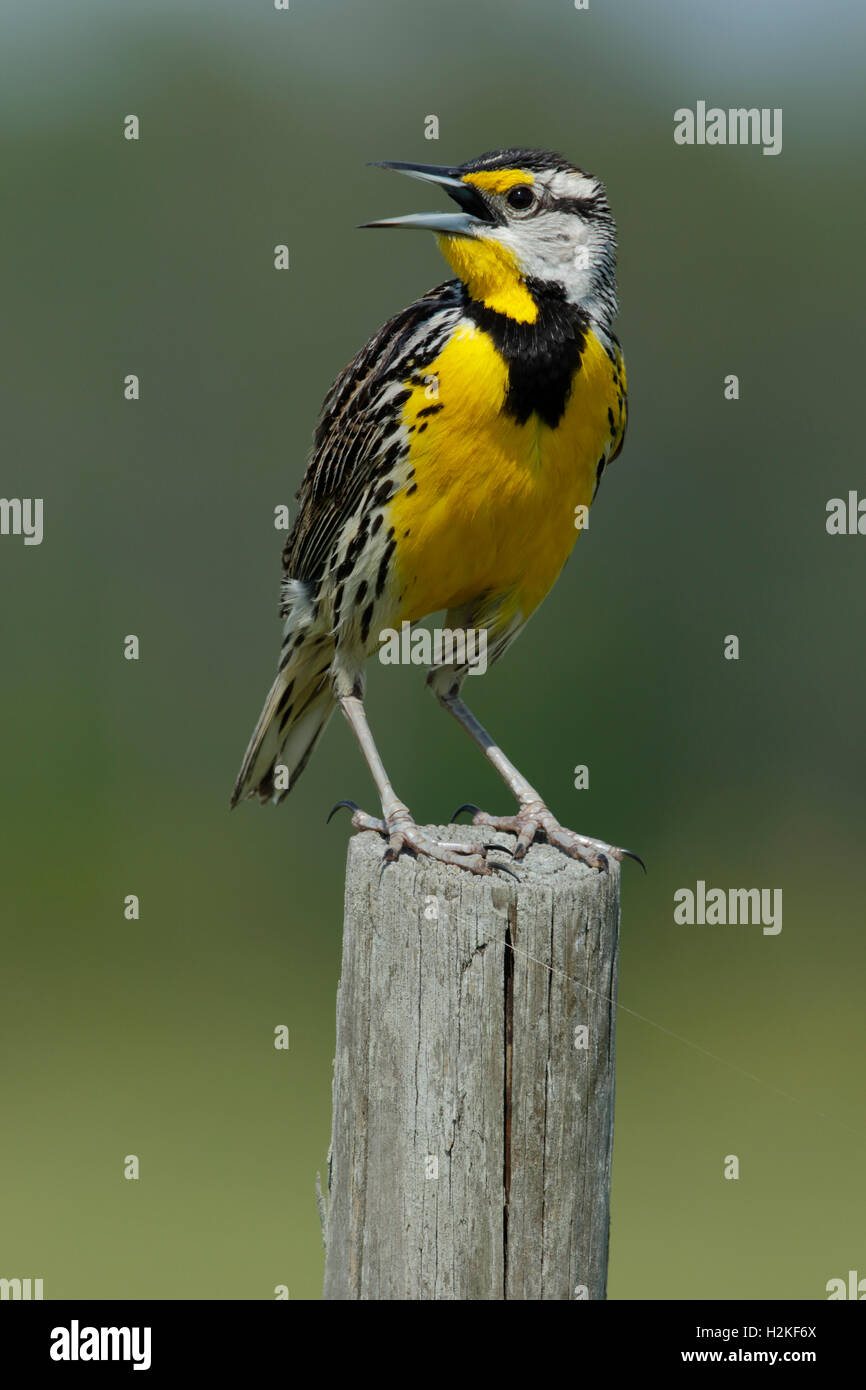 Eastern Meadowlark, Sturnella magna. Florida USA Stock Photo