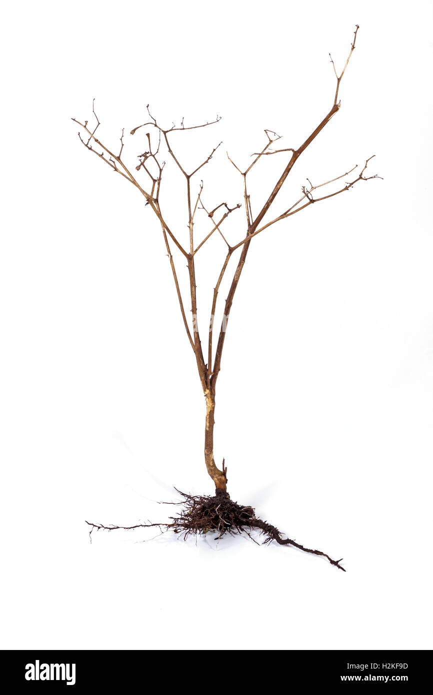 Studio shot dry dead plant and underground roots and soil on white