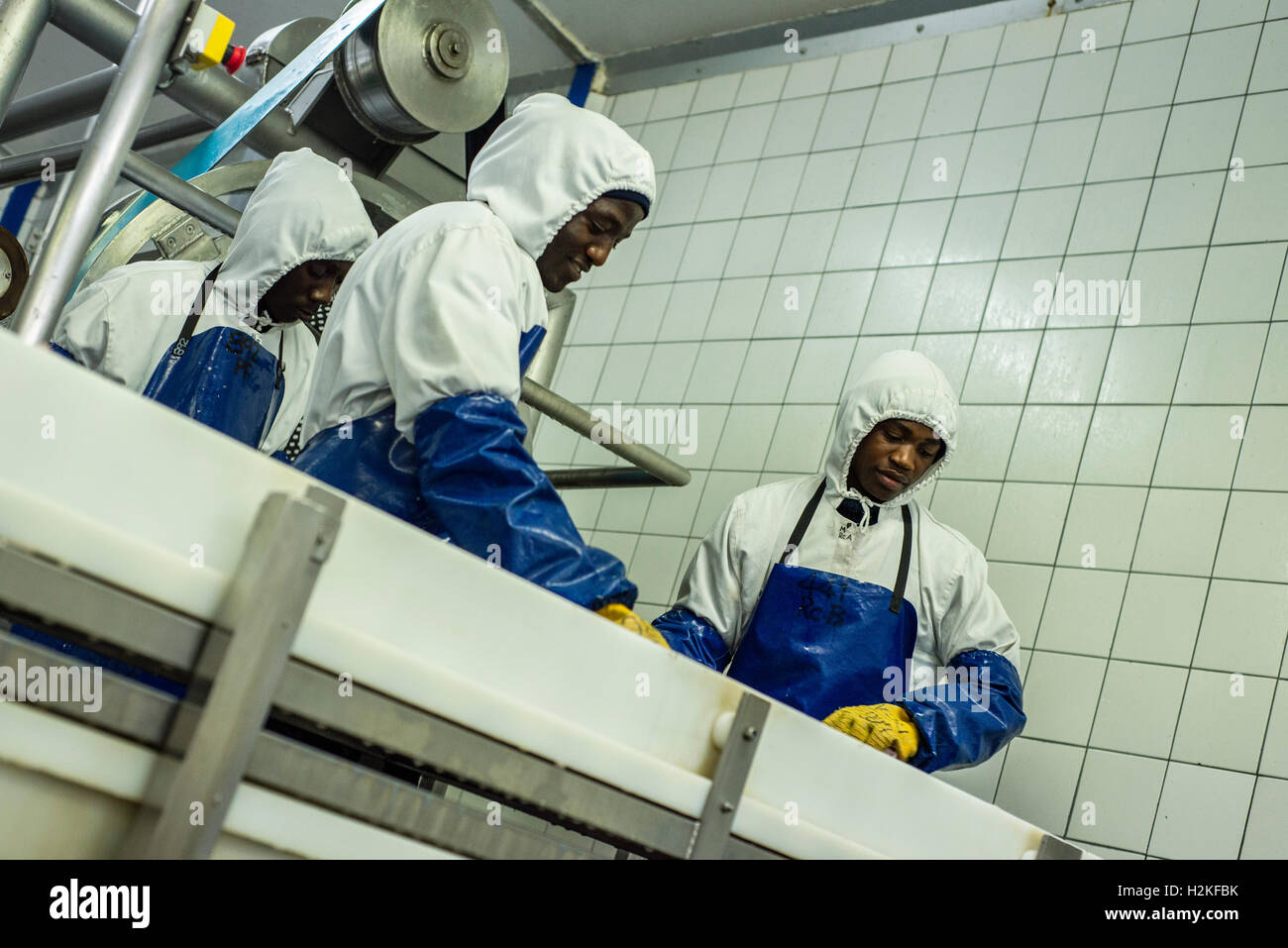 Fish Worker Workers of a fish processing factory put fish on the conveyor belt ...