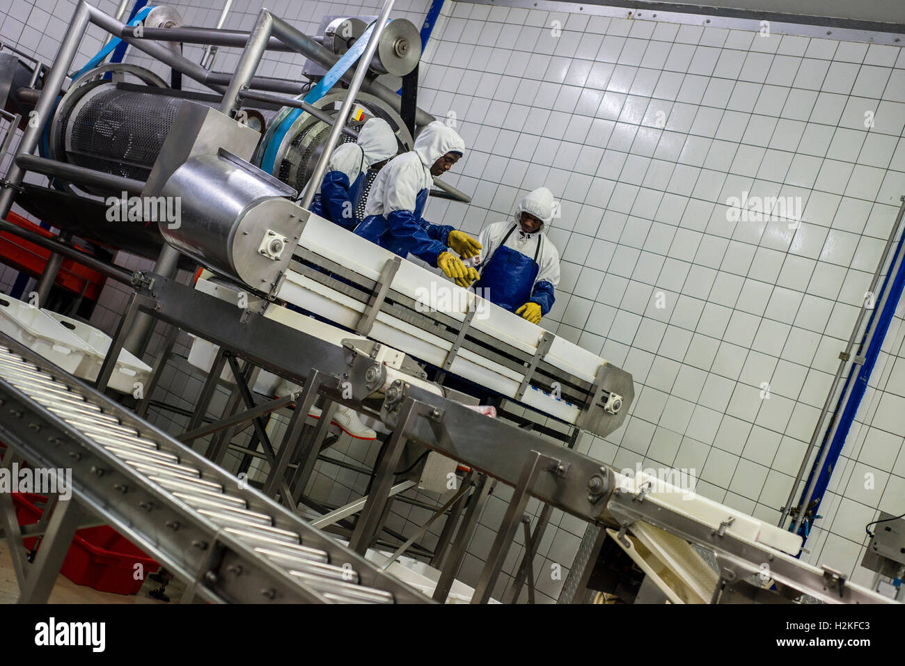 Workers of a fish processing factory put fish on the conveyor belt