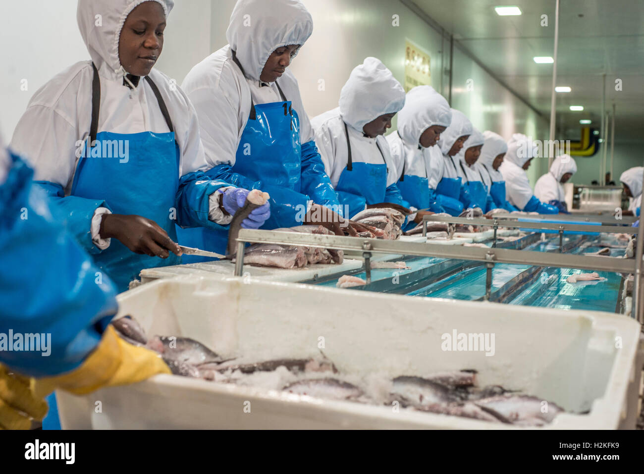 Workers of a fish processing factory make hake fillet. Walvis Bay