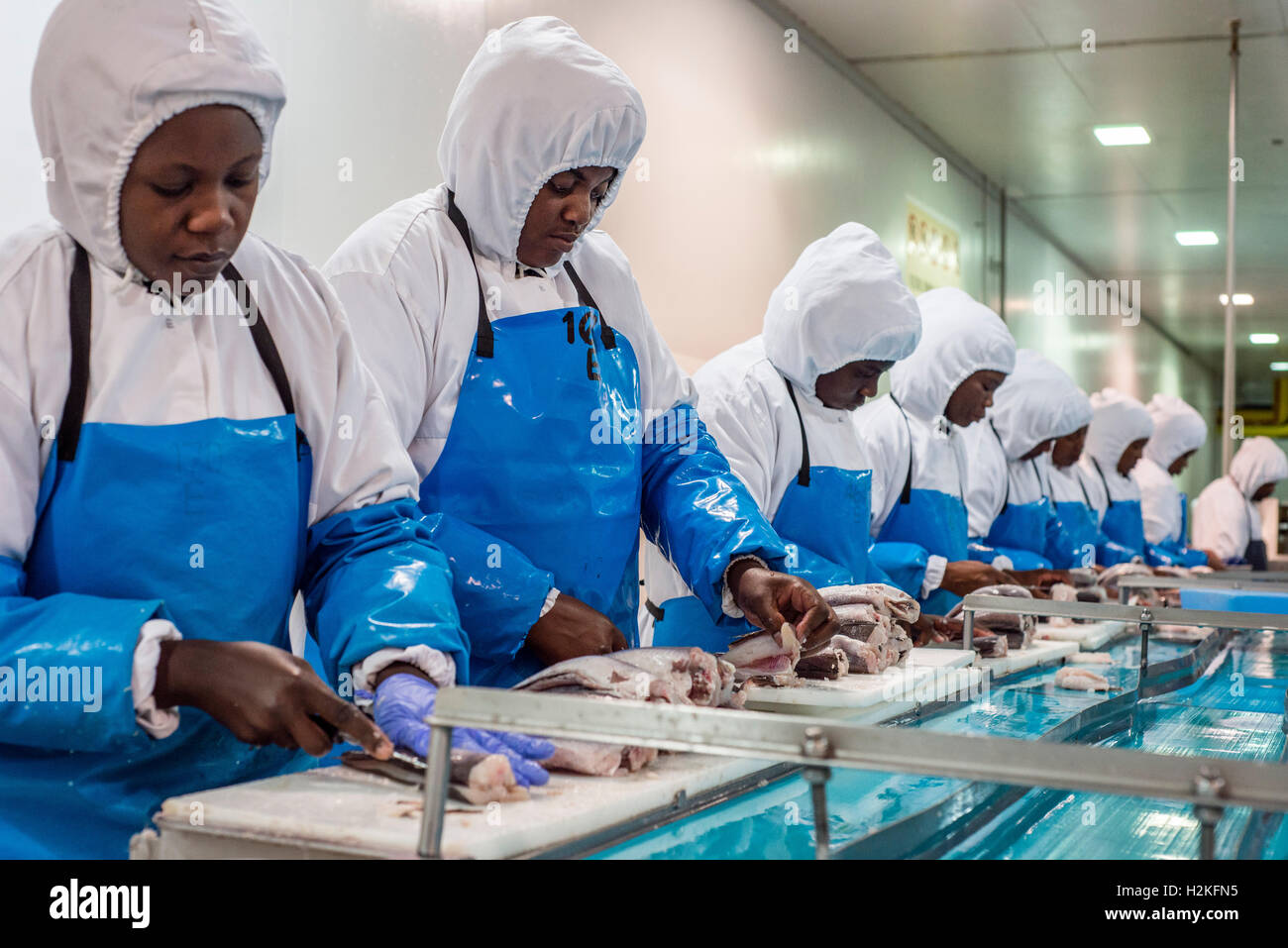 Workers of a fish processing factory make hake fillet. Walvis Bay, Namibia. A main product of