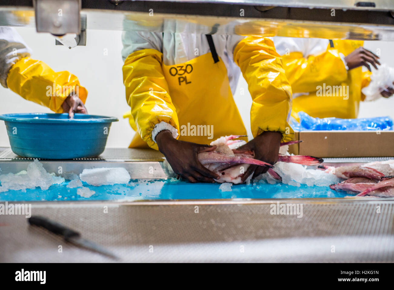 Workers of a fish processing factory prepare redfish for selling in a