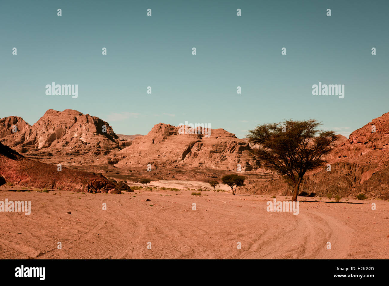 Acacia tree sinai desert egypt hires stock photography and images Alamy