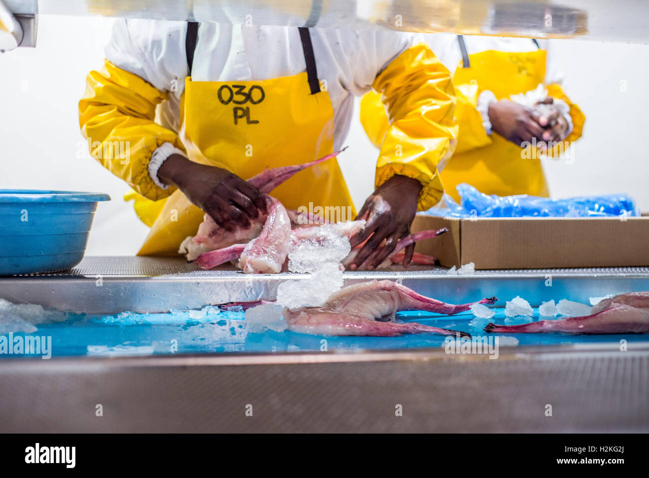Workers of a fish processing factory prepare redfish for selling in a
