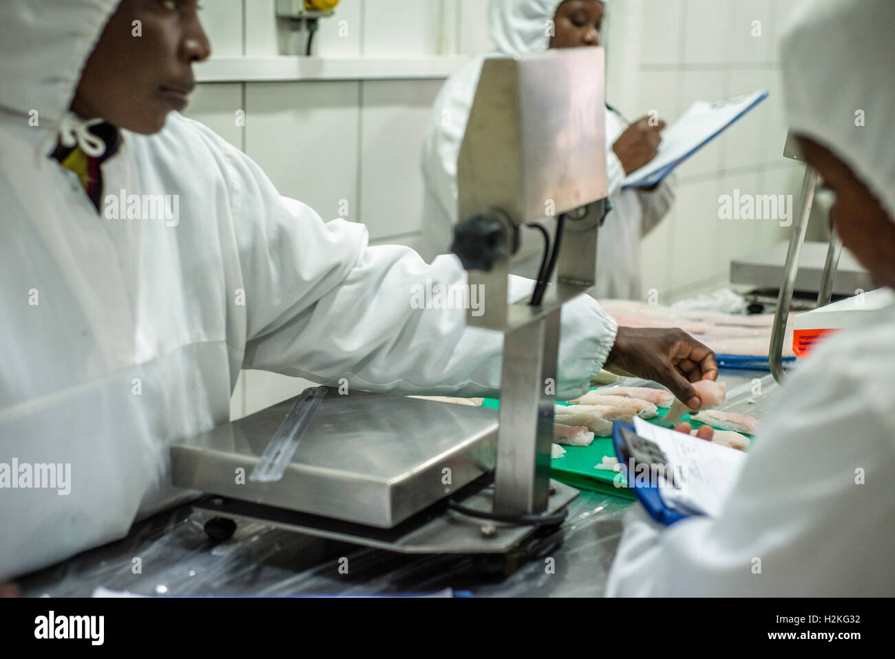 Workers of a fish processing factory make a quality control. Walvis Bay ...