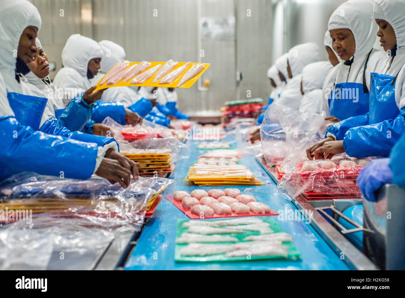 Workers of a fish processing factory prepare hake fillet for freezing