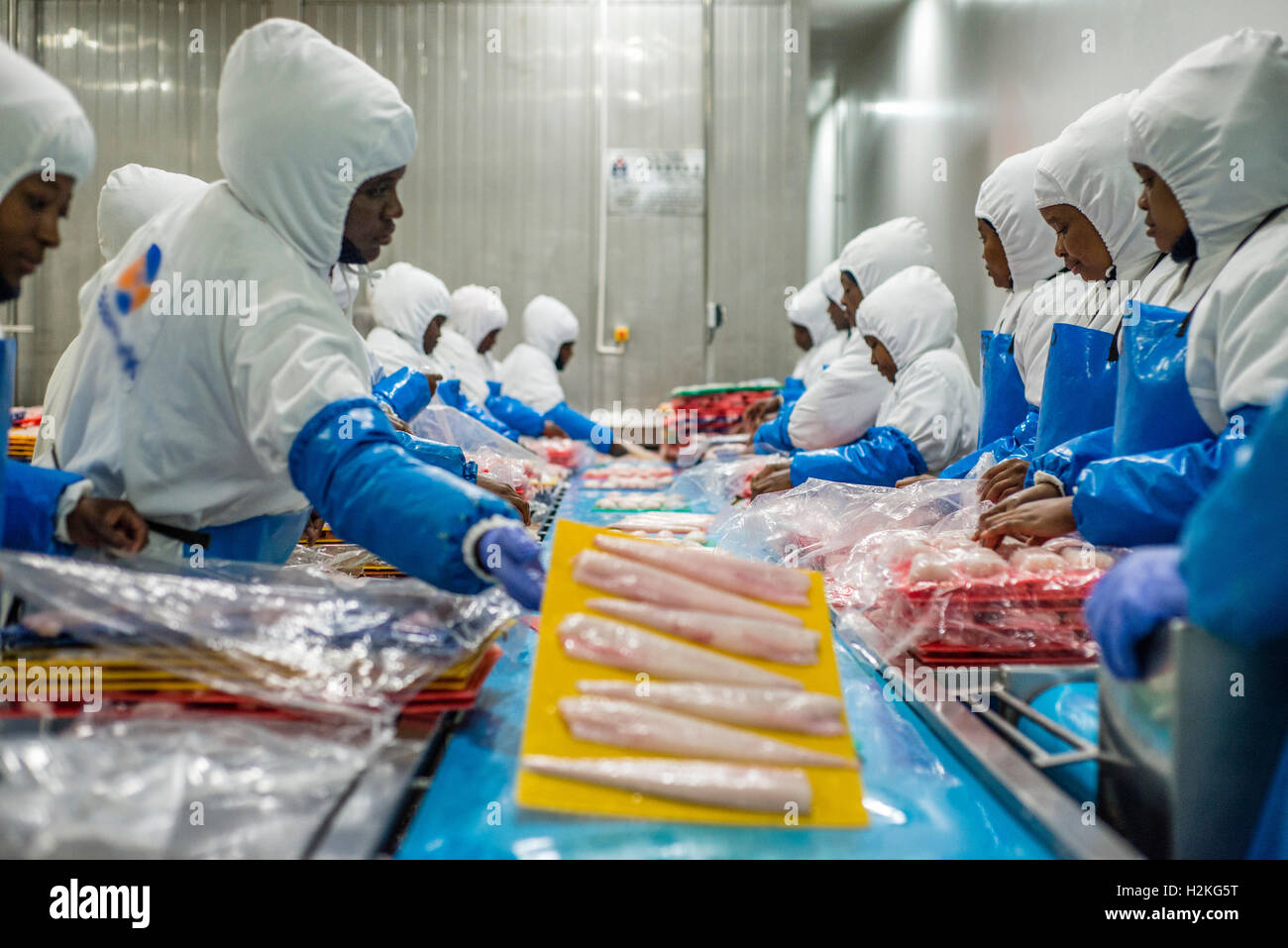 Workers of a fish processing factory prepare hake fillet for freezing