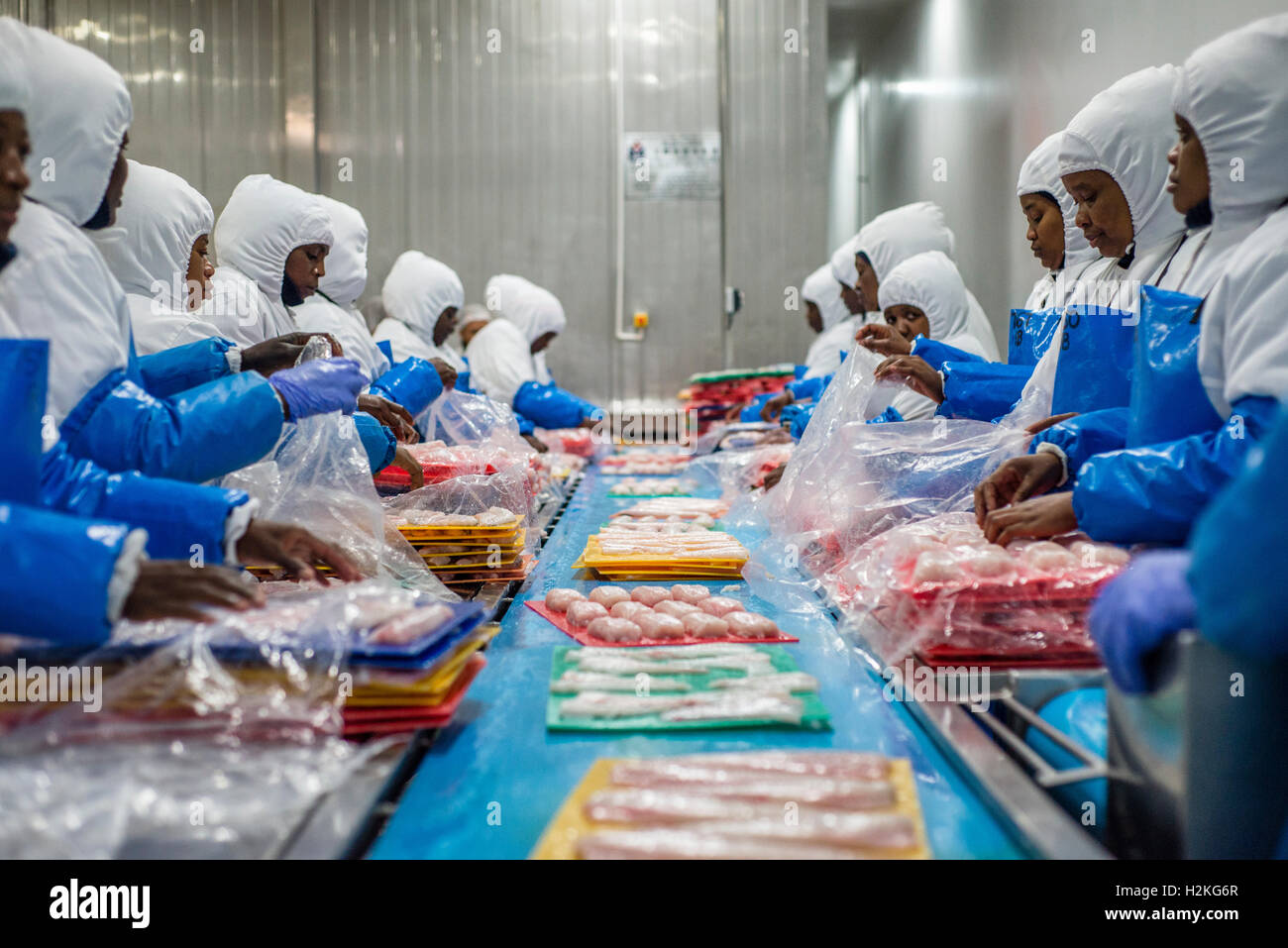 Workers of a fish processing factory prepare hake fillet for freezing