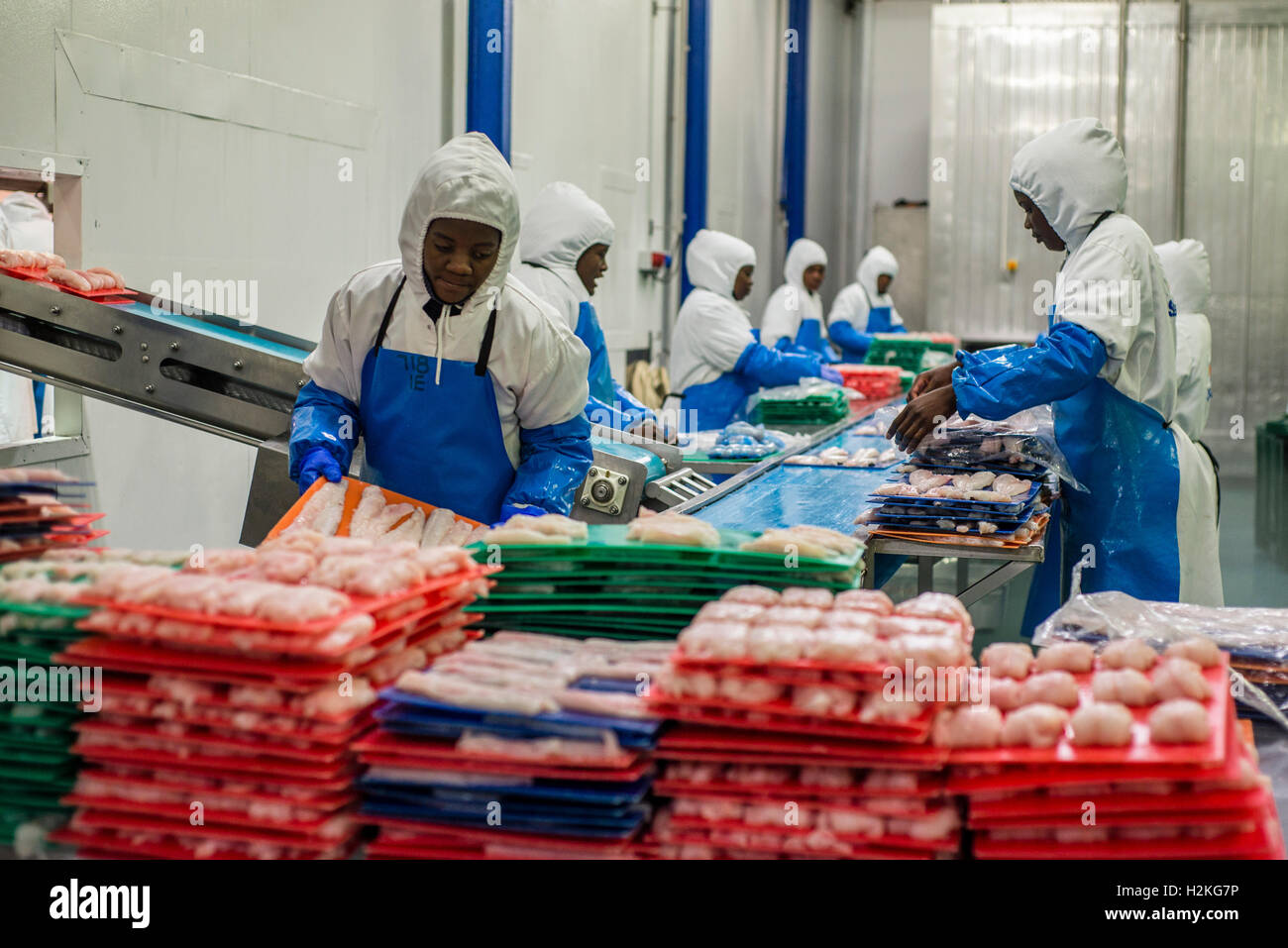 Workers of a fish processing factory prepare hake fillet for freezing