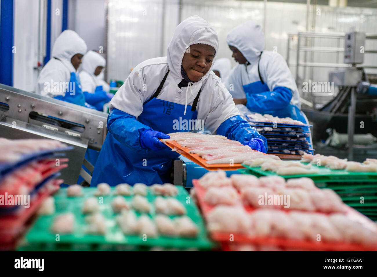 Workers of a fish processing factory prepare hake fillet for freezing
