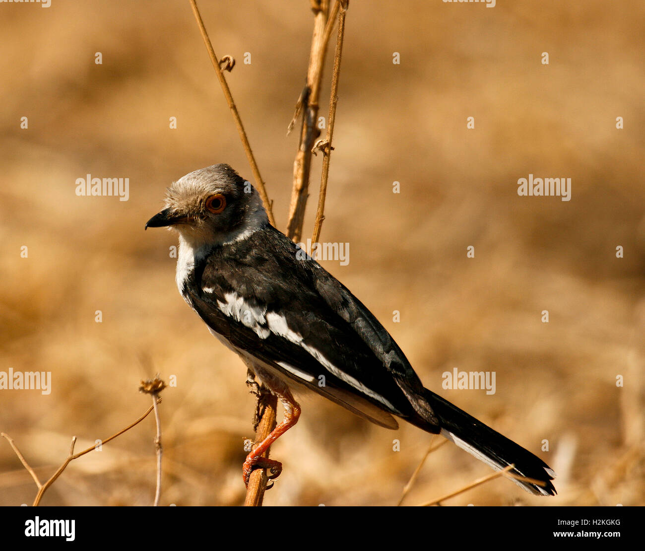 White-crested helmetshrike, Prionops plumatus, Mana Pools national Park. Zimbabwe Stock Photo