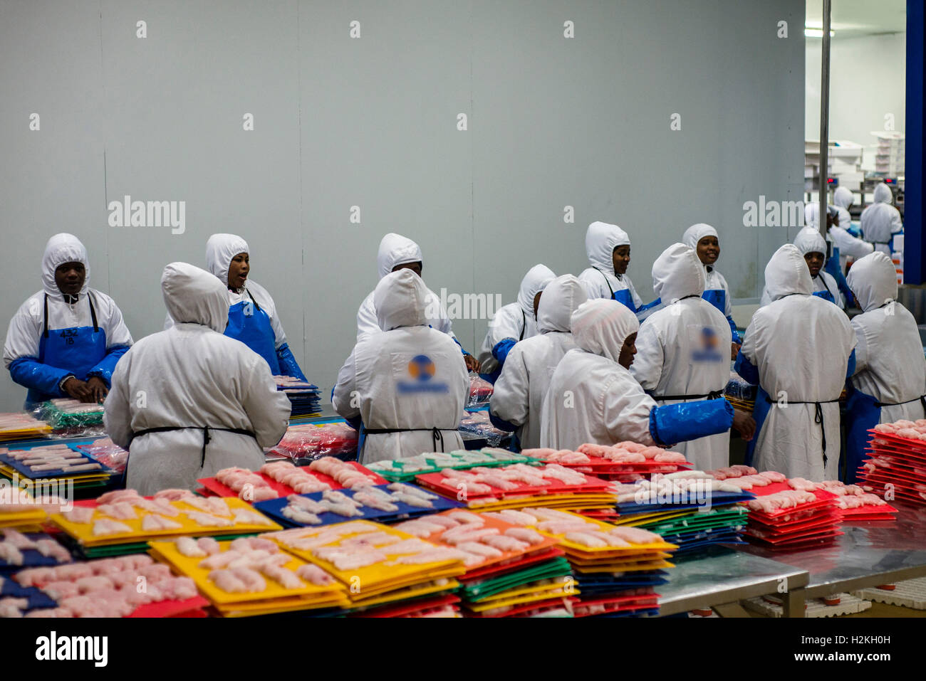 Workers of a fish processing factory prepare hake fillet for freezing