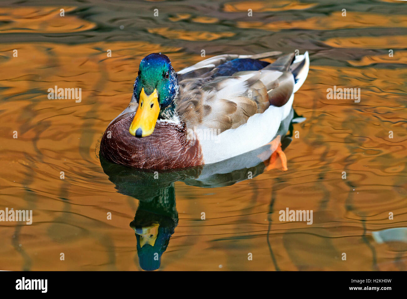 Mallard in the golden water in city park Stock Photo