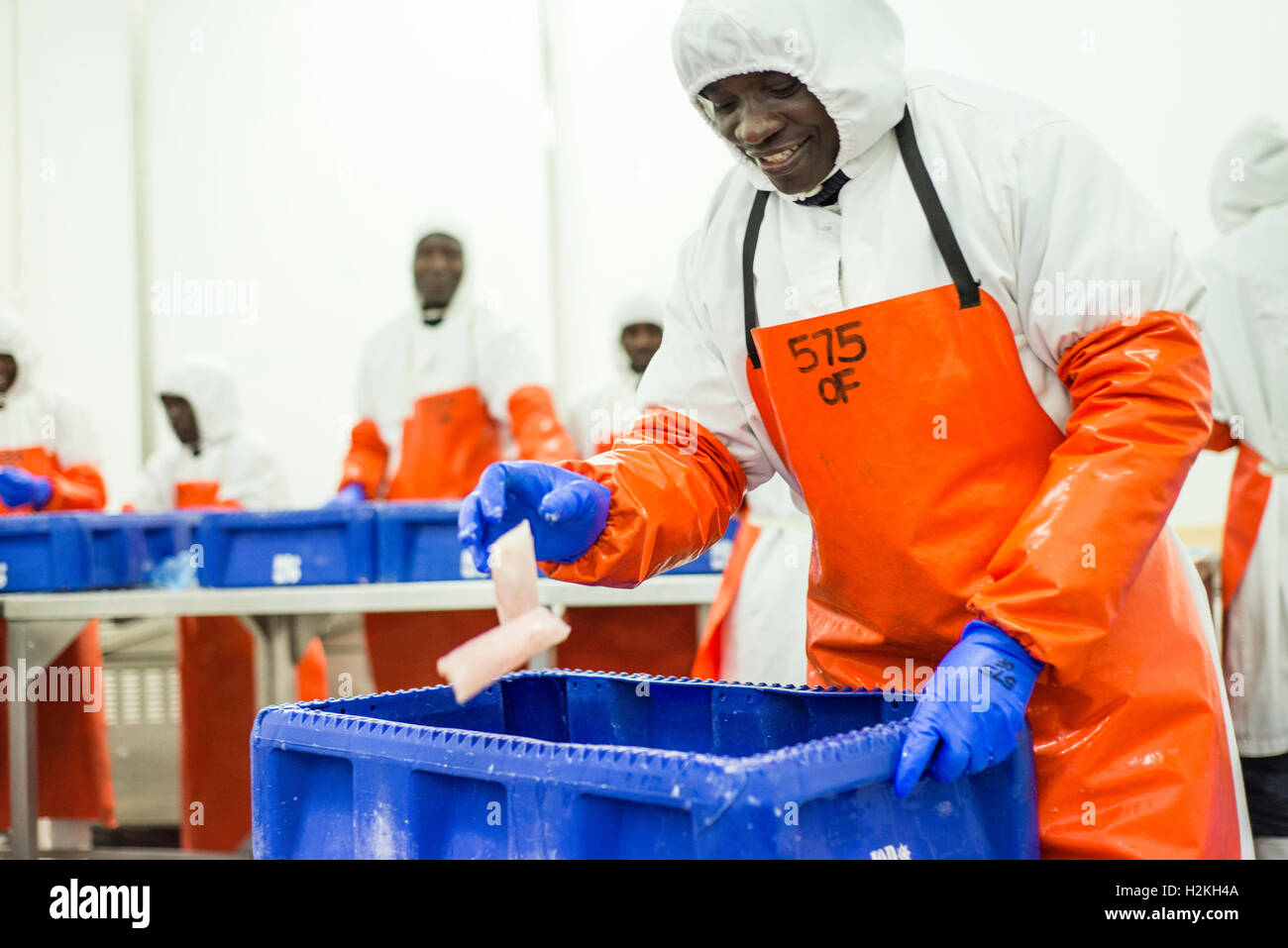 Workers of a fish processing factory remove packages from fish fillets