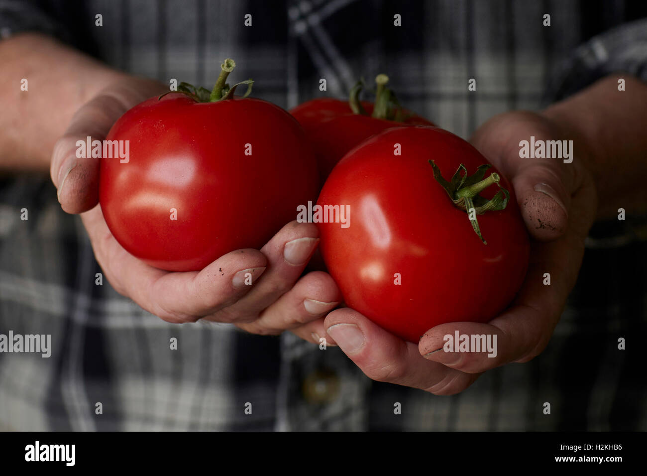 close up photograph of mans hands holding freshly picked, vine ripe red