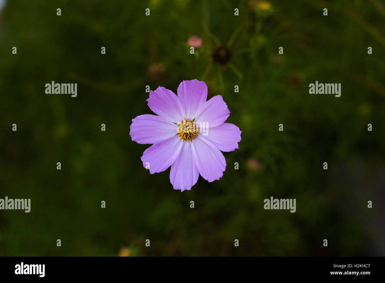 Top view cosmos flower hi-res stock photography and images - Alamy