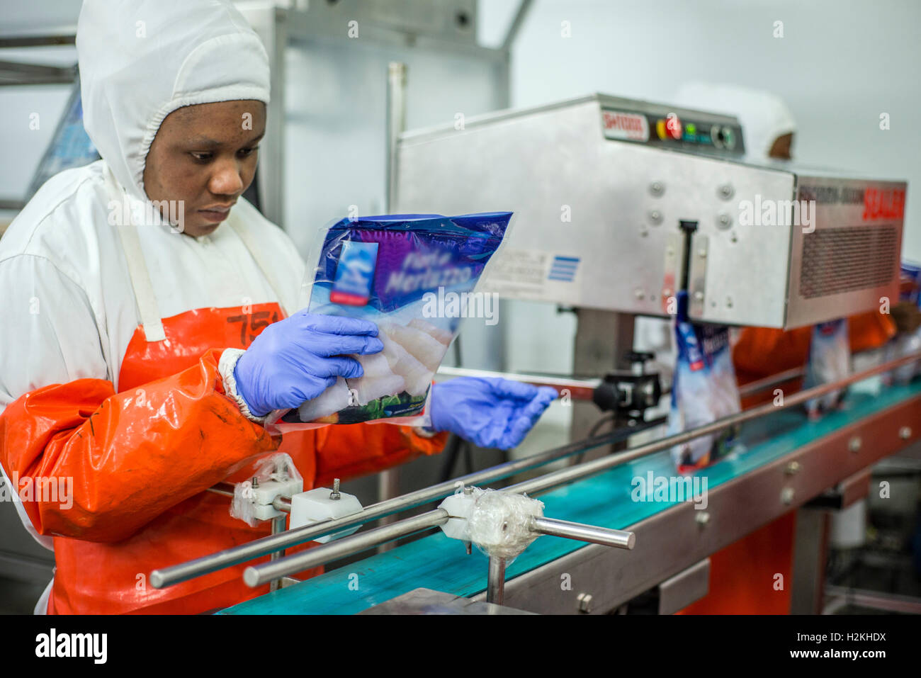 Workers of a fish processing factory make a quality control. Walvis Bay
