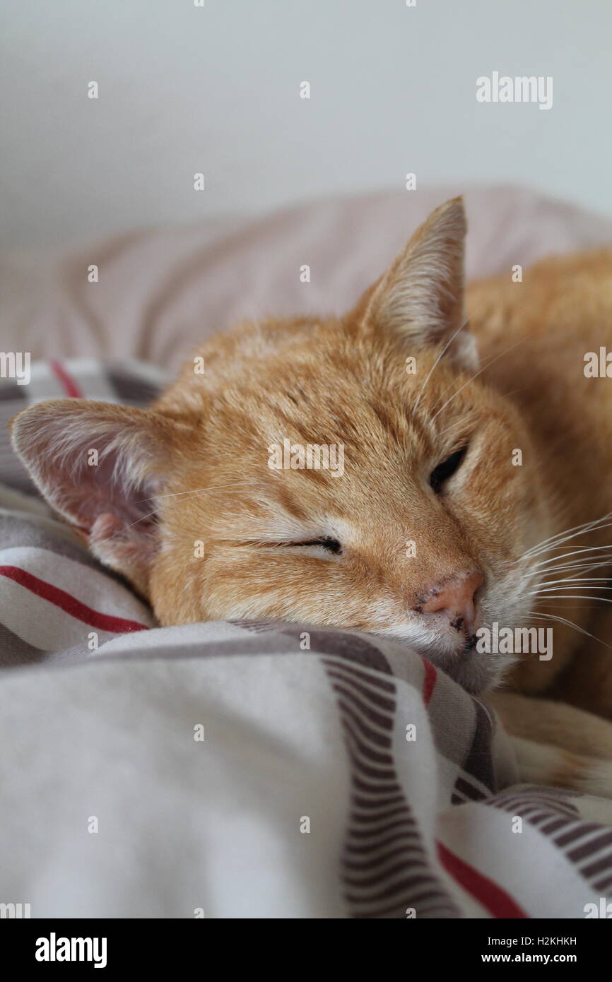 Old, ginger half-siamese cat sleeping on a checkered duvet Stock Photo ...