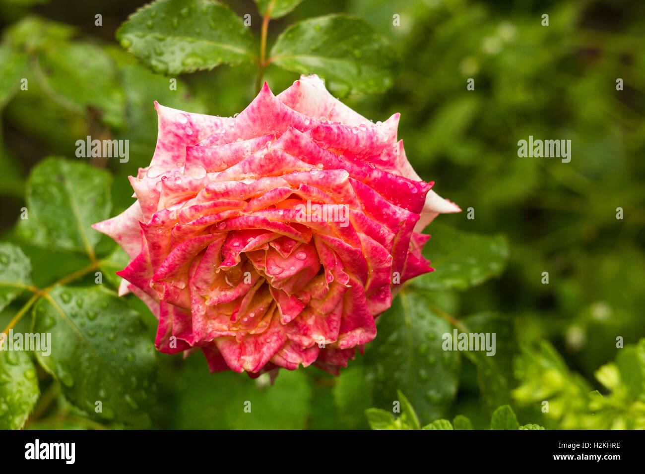 Flower pink rose in summer garden in drops of rain. Rose flower after ...