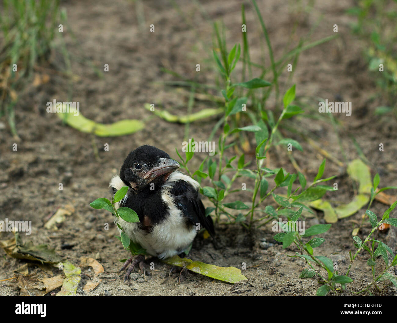 Nestling magpie bird in grass. Pica pica young bird Stock Photo - Alamy