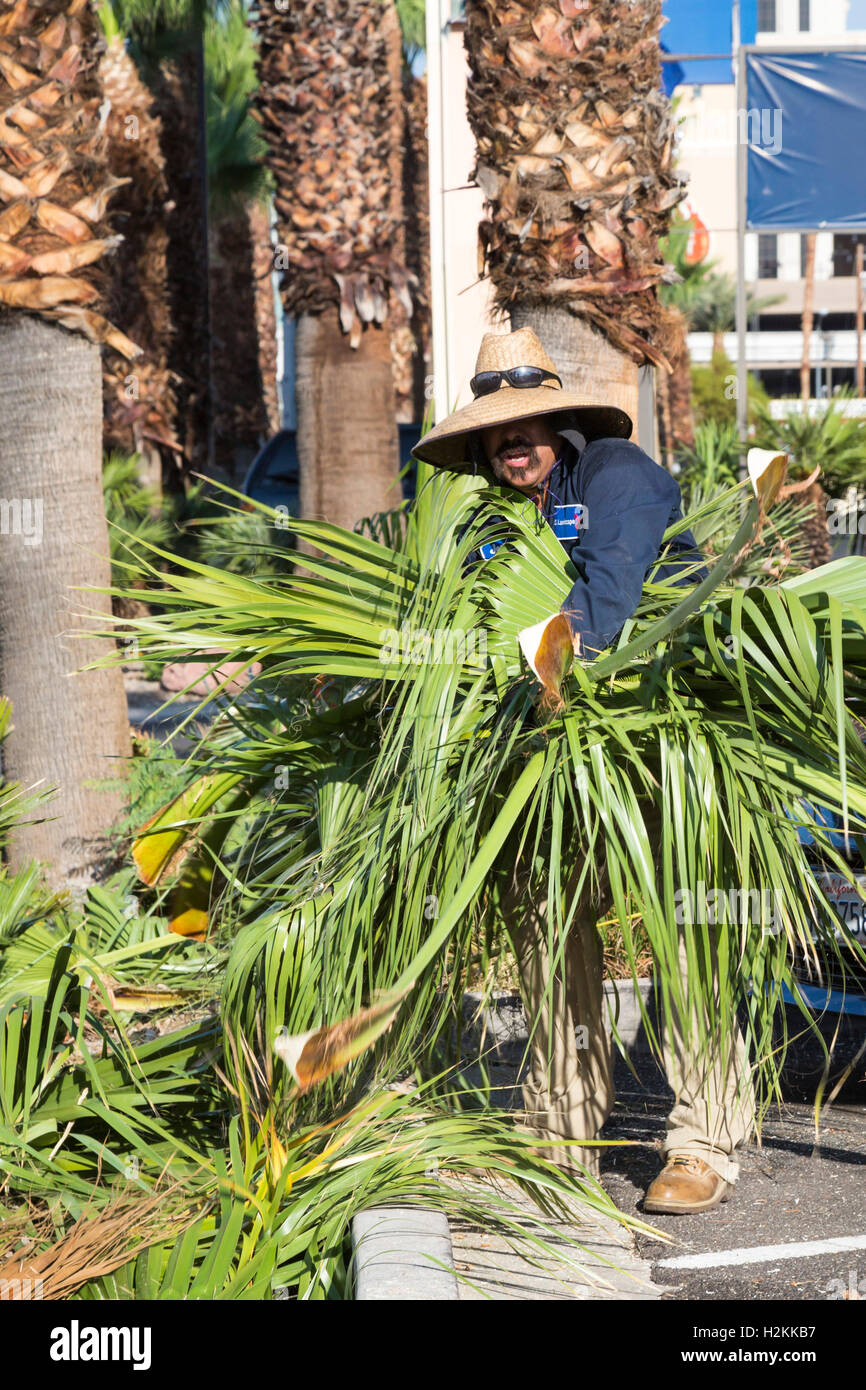 Las Vegas, Nevada - A worker removes palm fronds pruned from palm trees. Stock Photo