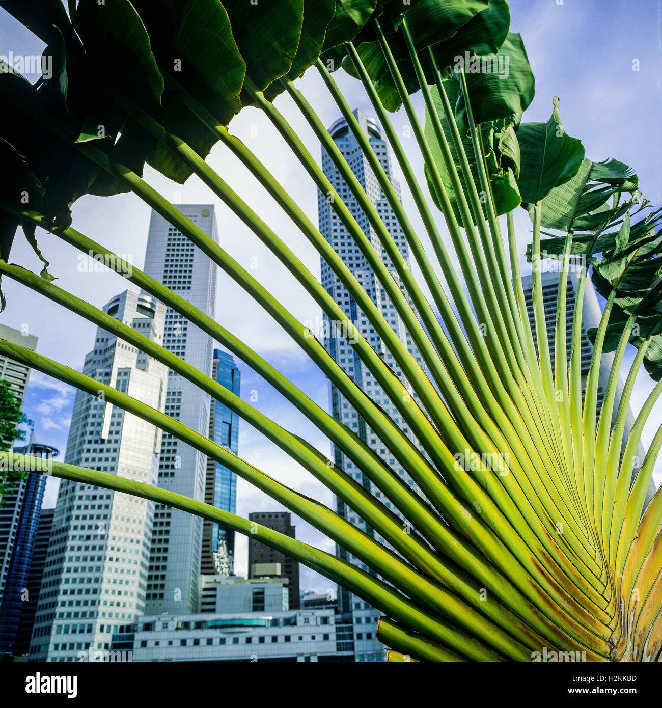 Image Traveller's tree (Ravenala madagascariensis), Fort Canning Park,  Singapore - 434261 - Images of Plants and Gardens - botanikfoto