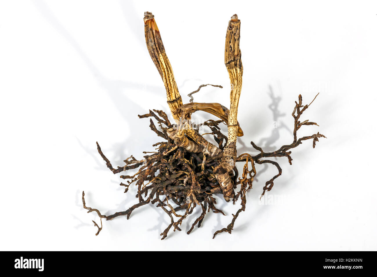 Studio shot above view of dead dry pseudo bulbs and roots of a cattleya orchid on white Stock Photo