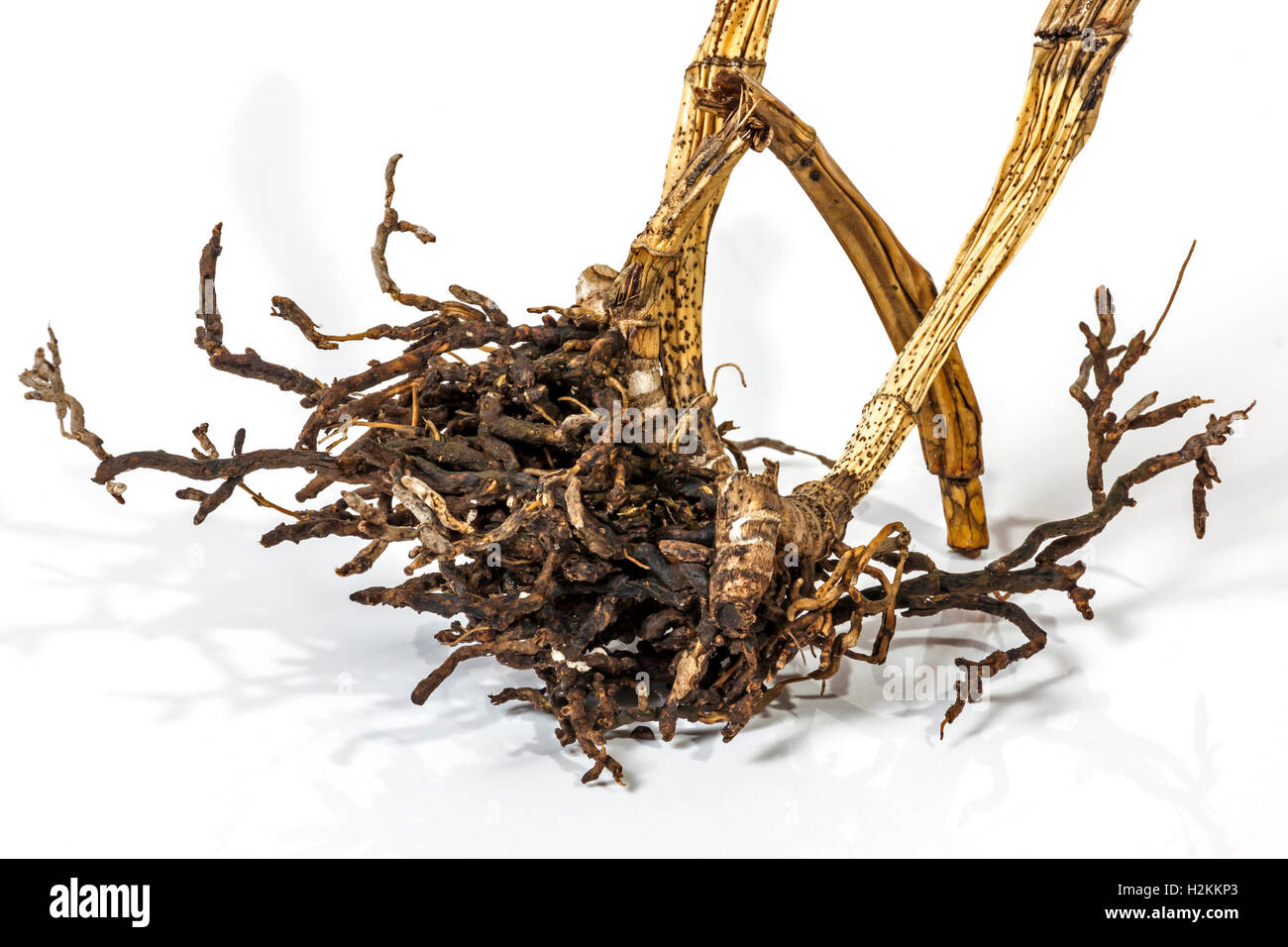 Studio shot close up view of dead dry pseudo bulbs and roots of a cattleya orchid on white Stock Photo