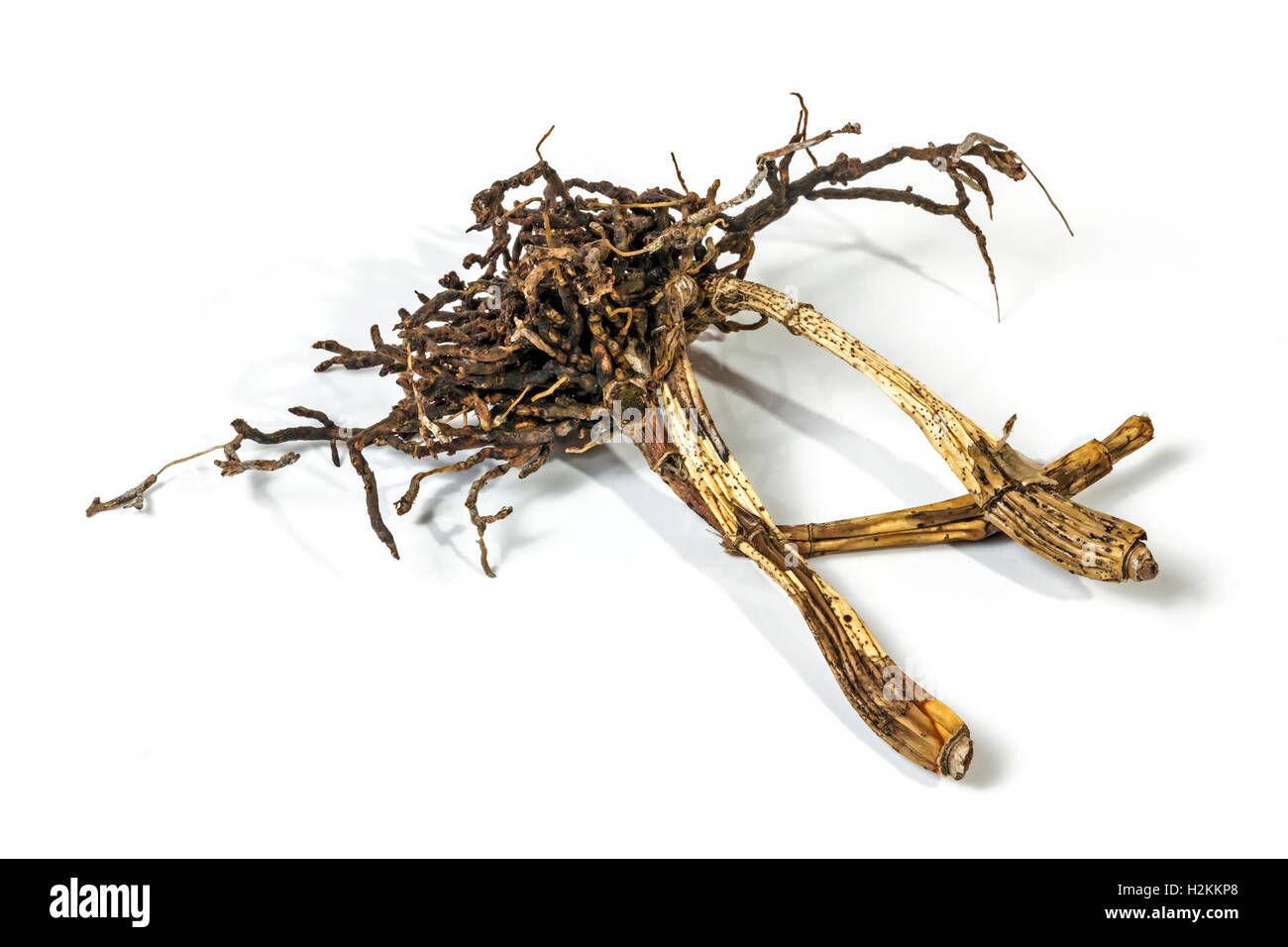 Studio shot  of dead dry pseudo bulbs and roots of a cattleya orchid on white Stock Photo