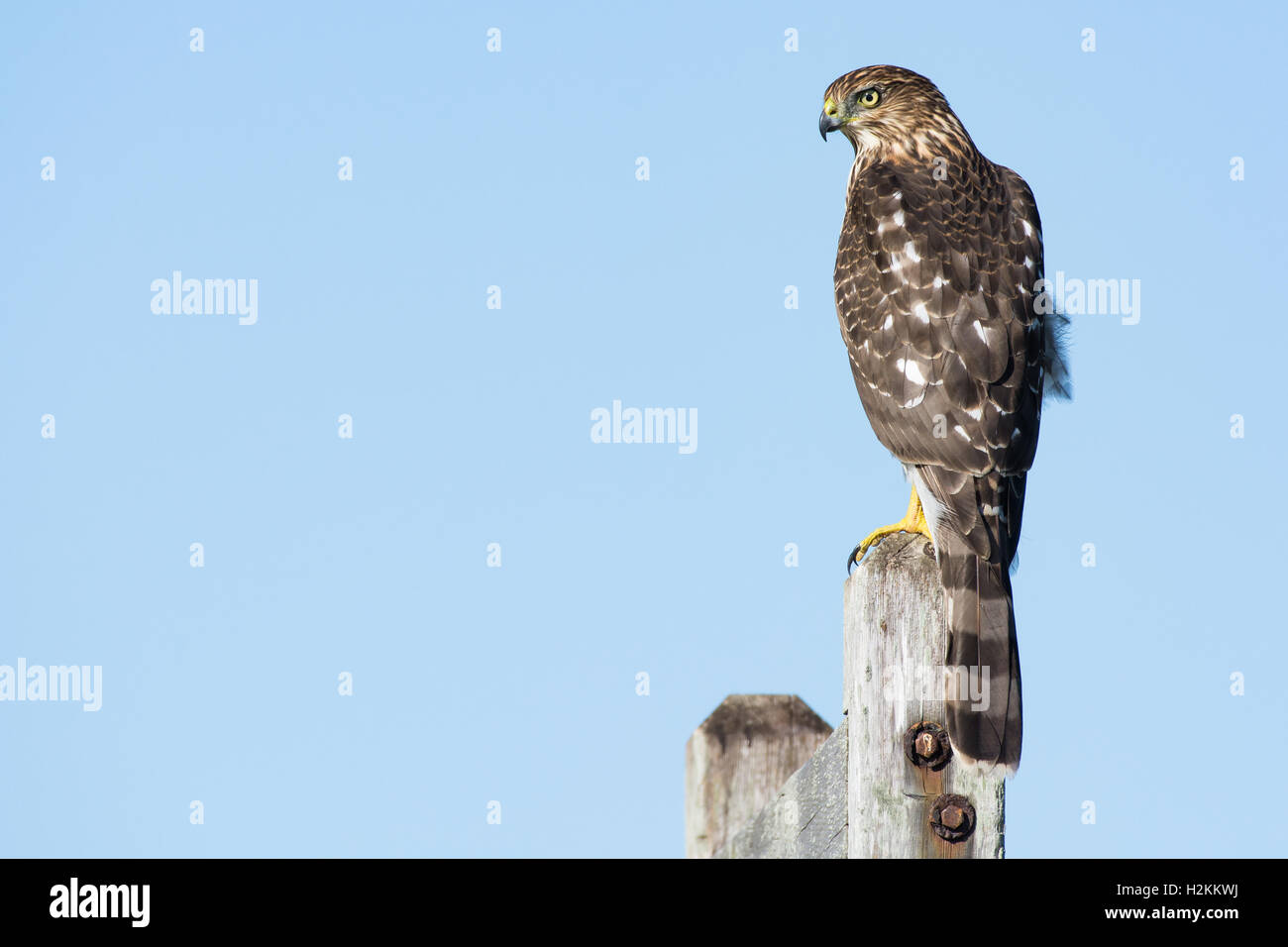 A Cooper's hawk (Accipiter cooperii) perched on a post in the Northeast ...