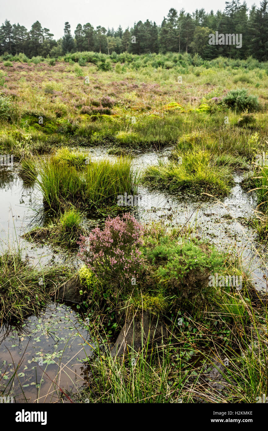 Wet, soggy moorland at the restored Culloden Battlefield near Inverness, Scotland, UK Stock Photo