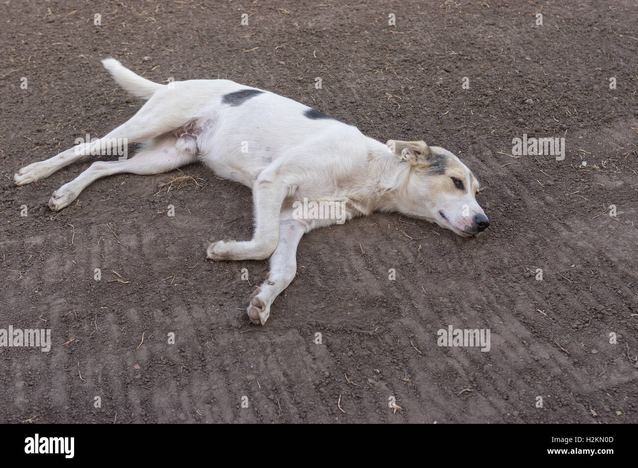 White mixed breed dog having rest lying on the earth Stock Photo - Alamy