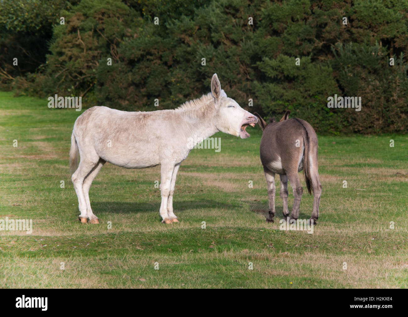 One donkey braying at another, New Forest national park, Hampshire, UK Stock Photo