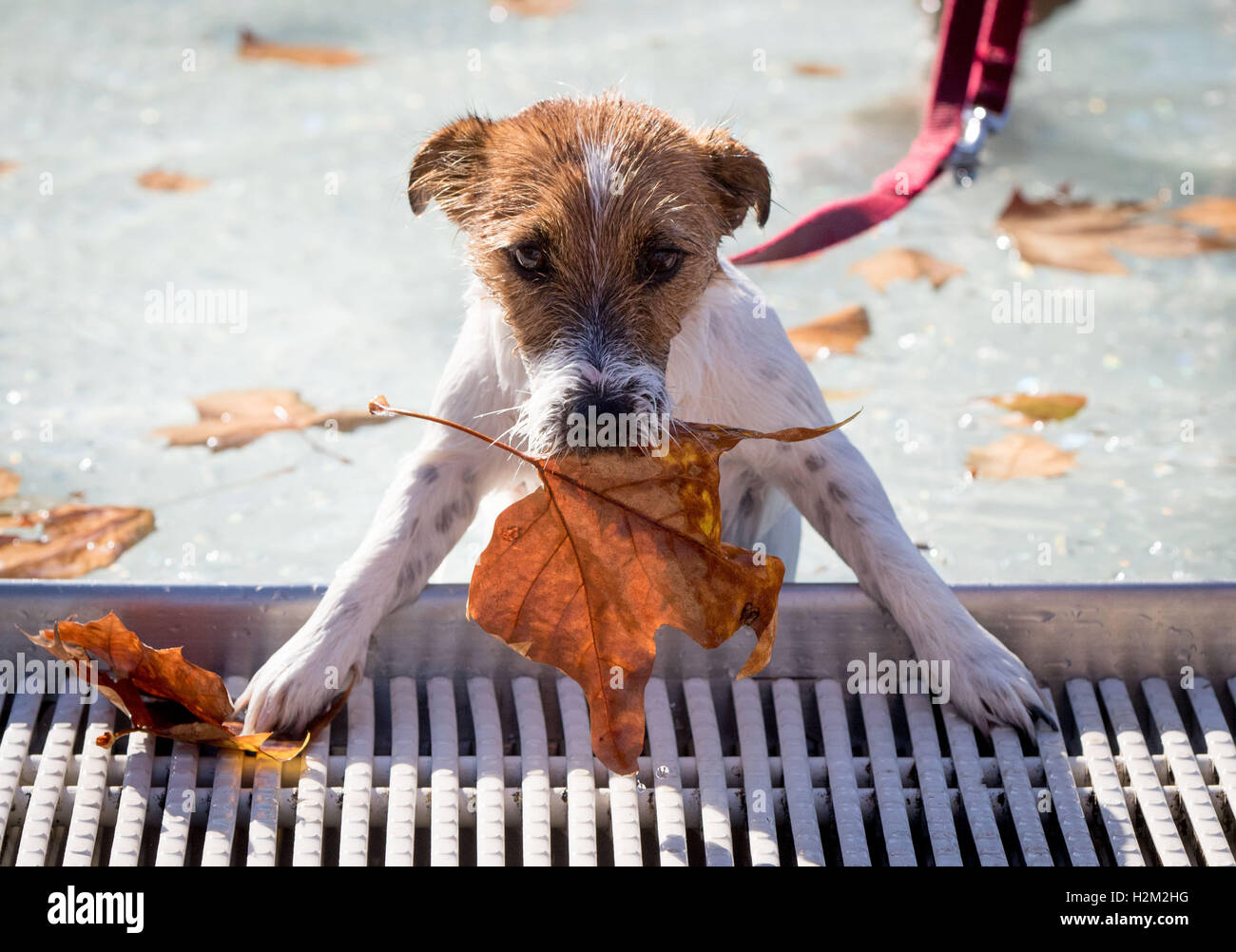 Frankfurt am Main, Germany. 29th September, 2016. Jack Russel Terrier Lucky fishes a fall leaf out of the water during the dog swim at the Silobad pool in Frankfurt am Main, Germany, 29 September 2016. After the season ends for human pool guests, dogs get the chance to splash around before the water is drained. Credit:  dpa picture alliance/Alamy Live News Stock Photo