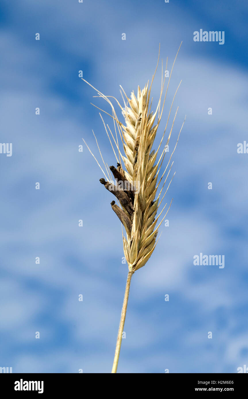 Mutterkornpilz; Claviceps, purpurea Stock Photo
