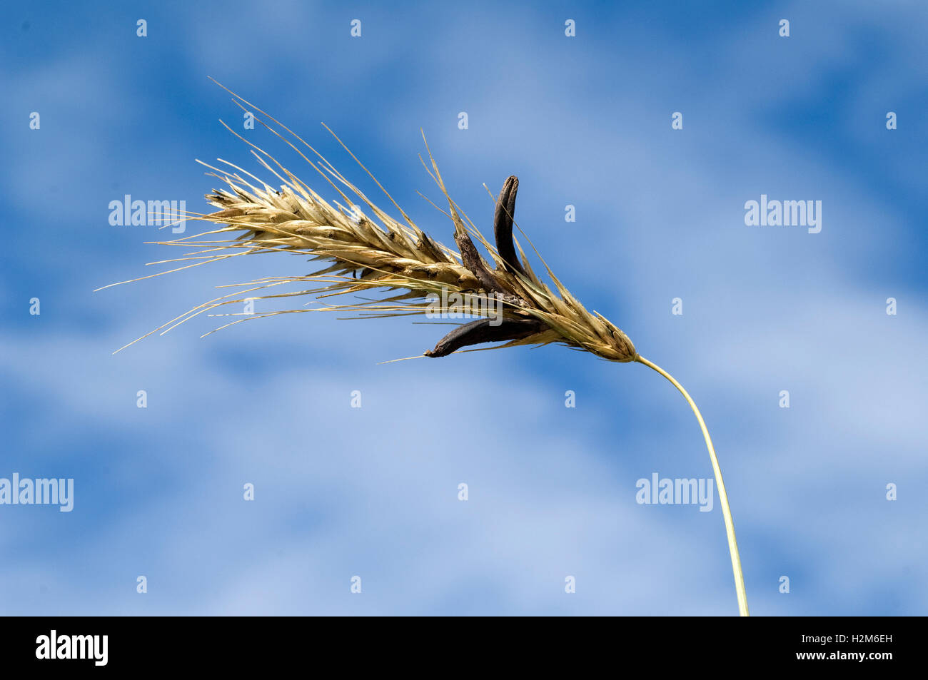 Mutterkornpilz; Claviceps, purpurea Stock Photo