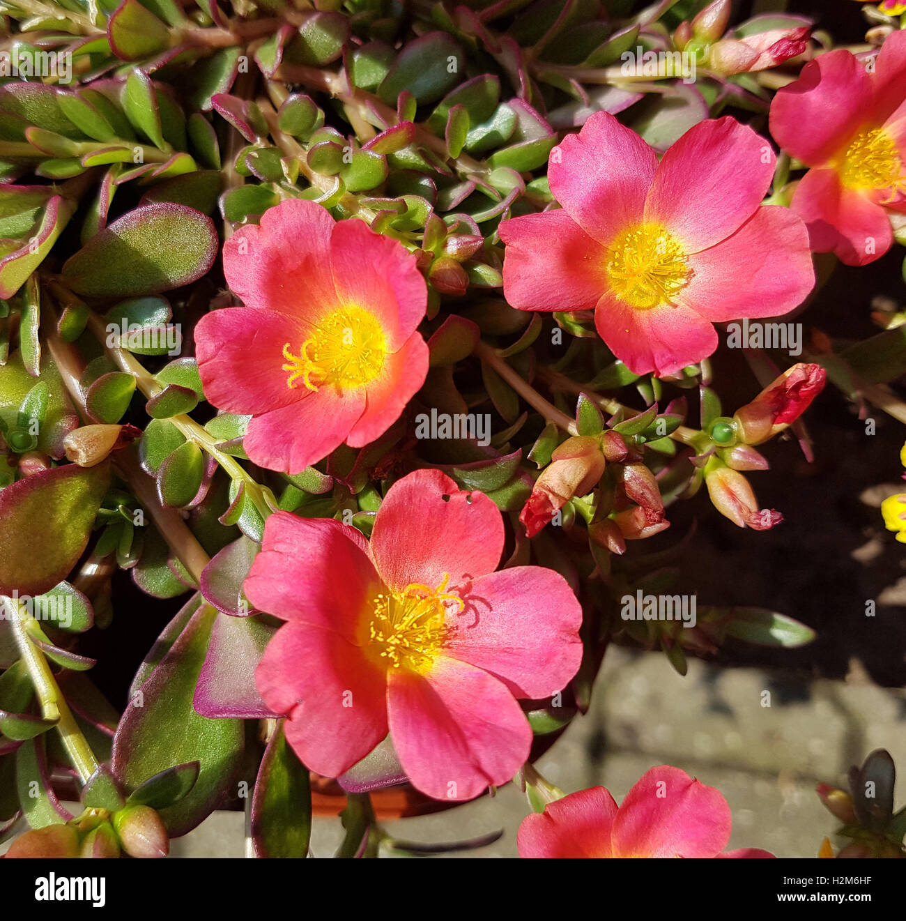 Portulak; Portulaca, oleracea; Bluete, Heilpflanze Stock Photo Alamy