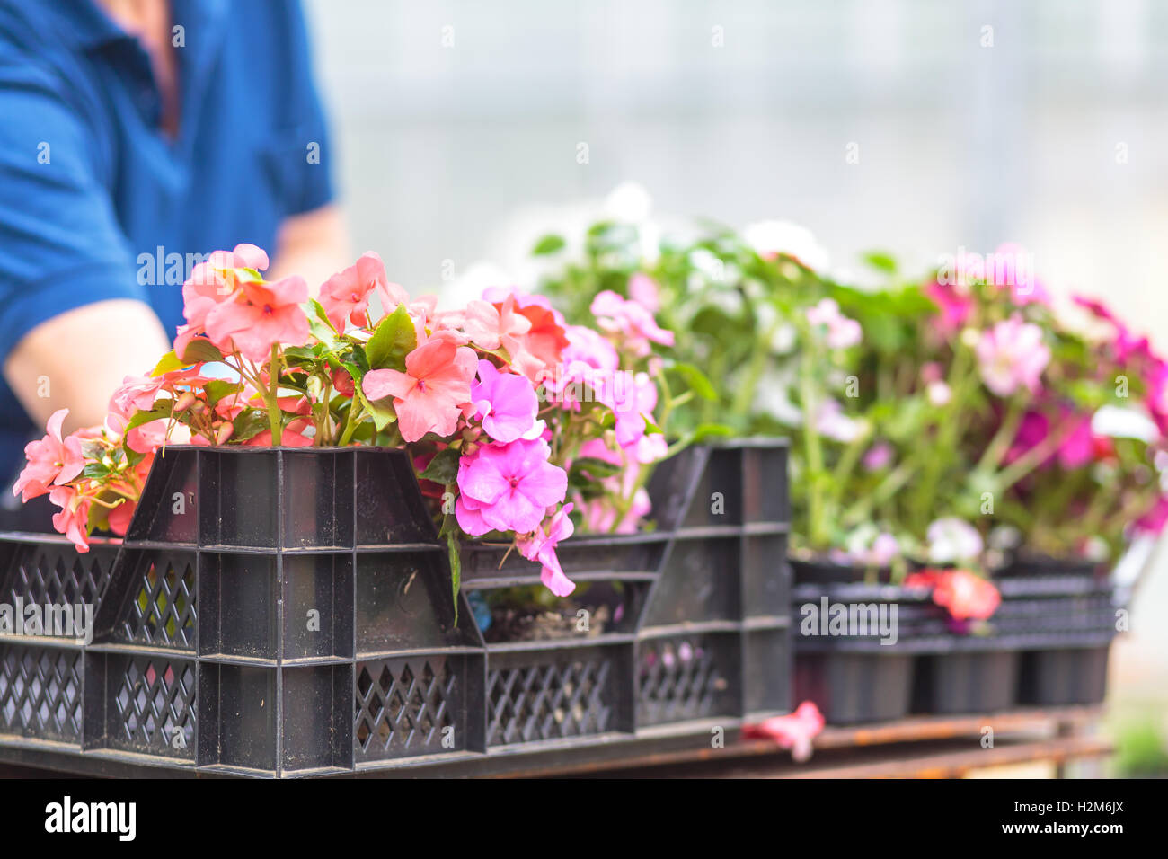 Plants growing in a modern greenhouse Stock Photo Alamy