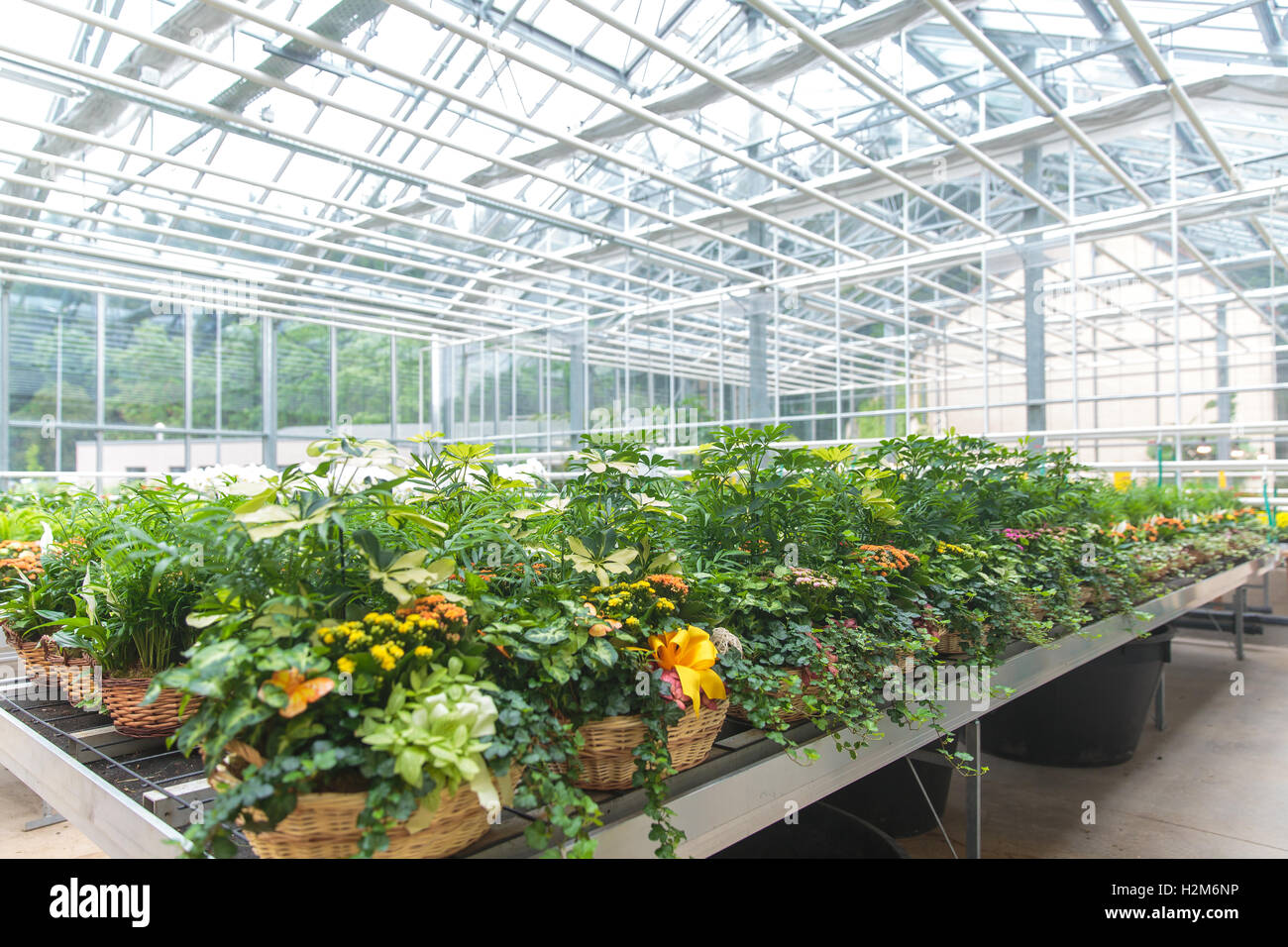 Plants growing in a modern greenhouse Stock Photo - Alamy