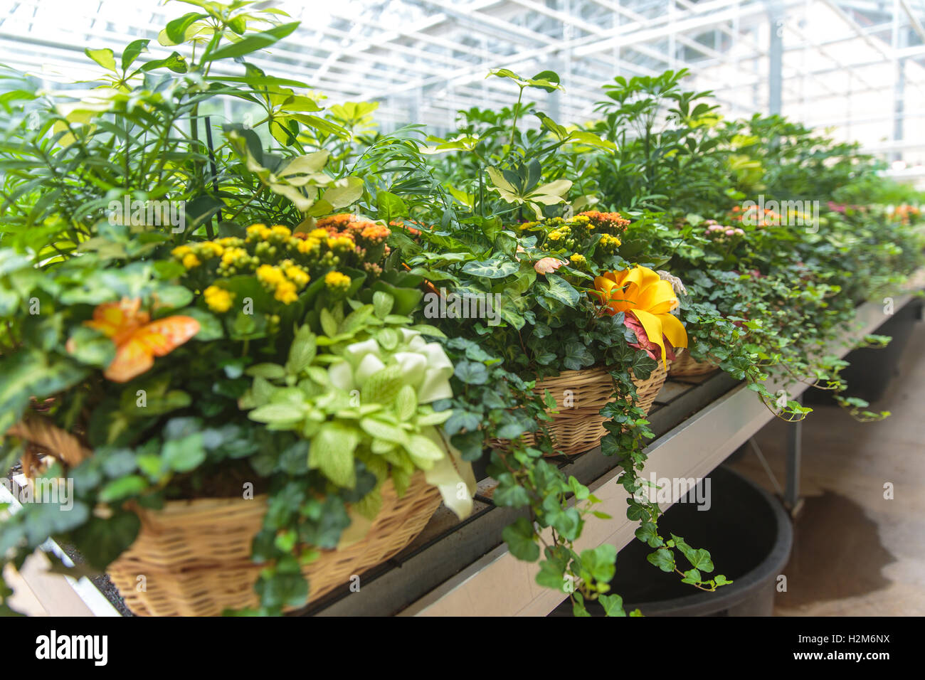 Plants growing in a modern greenhouse Stock Photo - Alamy