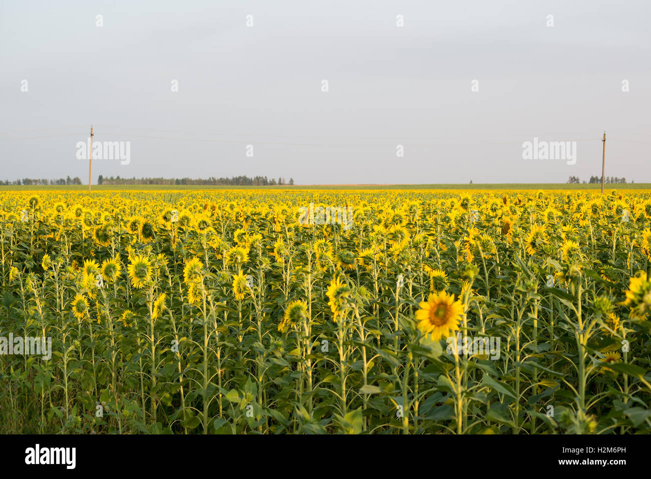 Field of blooming sunflowers at sunset Stock Photo - Alamy