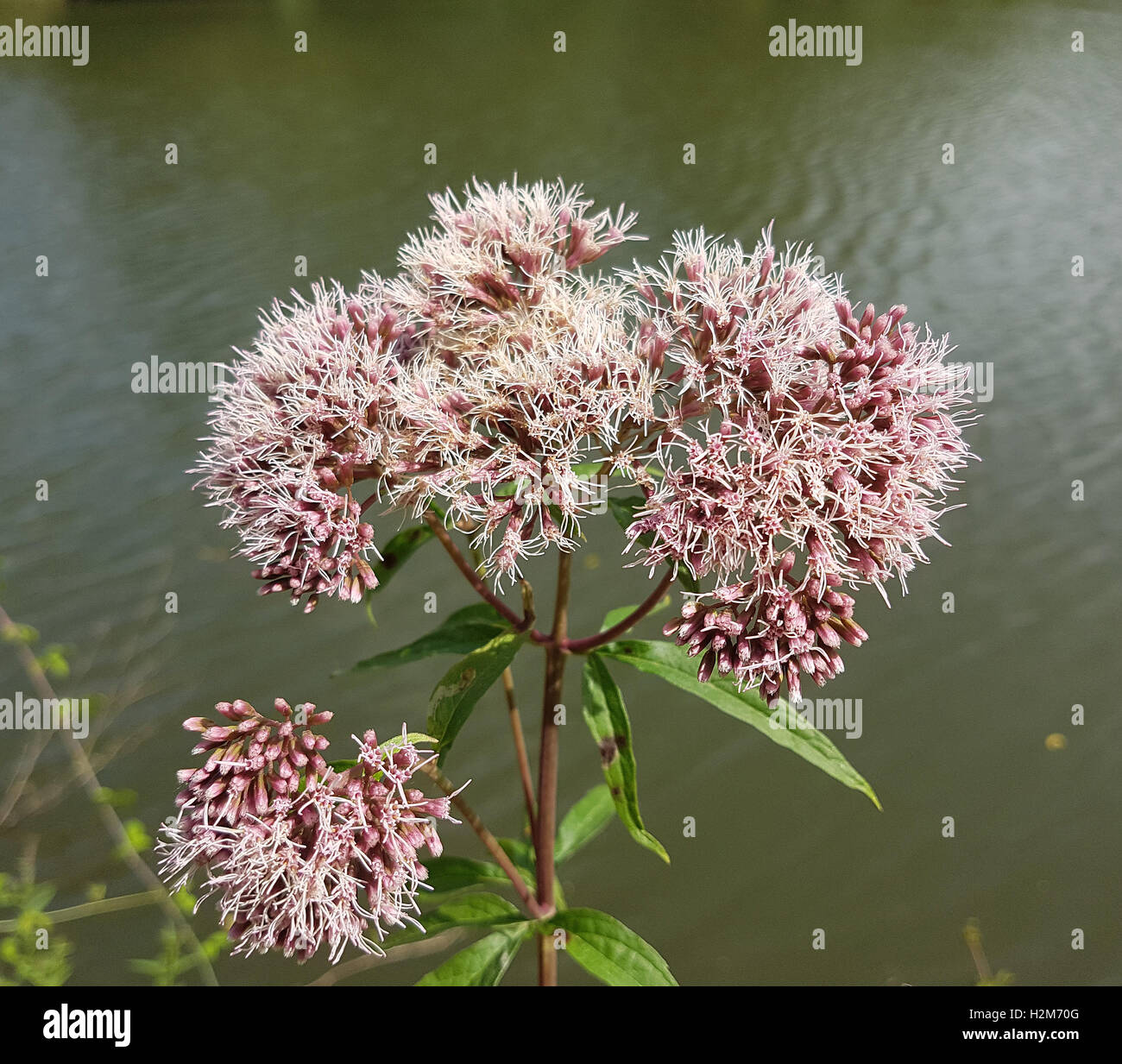 wasserdost-kunigundenkraut-eupatorium-cannabinum-heilpflanze-stock