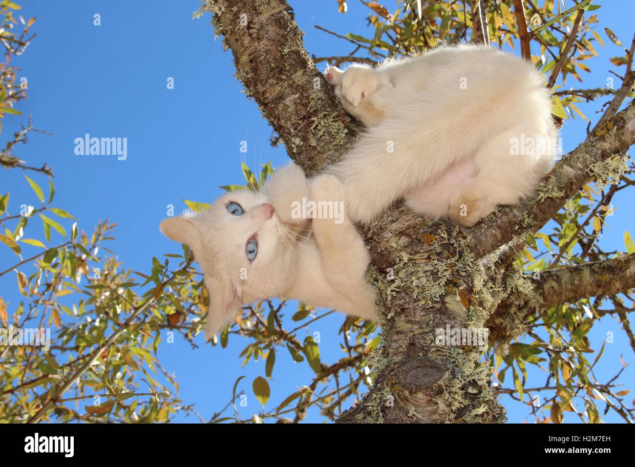 domestic cat, white, clutching a tree branch, catching and biting its tail Stock Photo