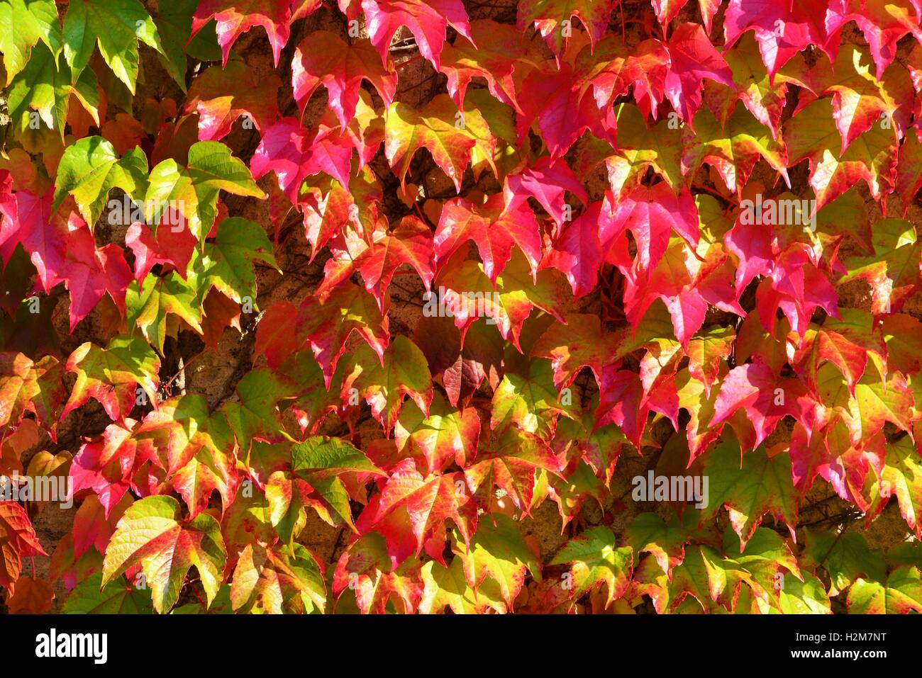 Beautiful colorful autumn leaves on a sunny day in the park Stock Photo ...
