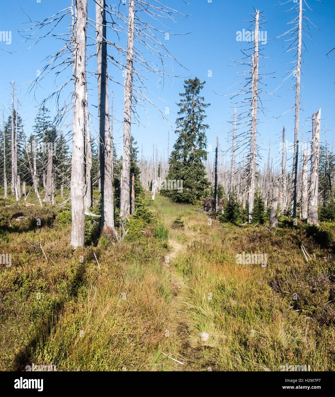 border pathway on grass with trees and clear sky on czech-german boders near Spicnik (Grosser Spitzberg) hill in Sumava mountains Stock Photo