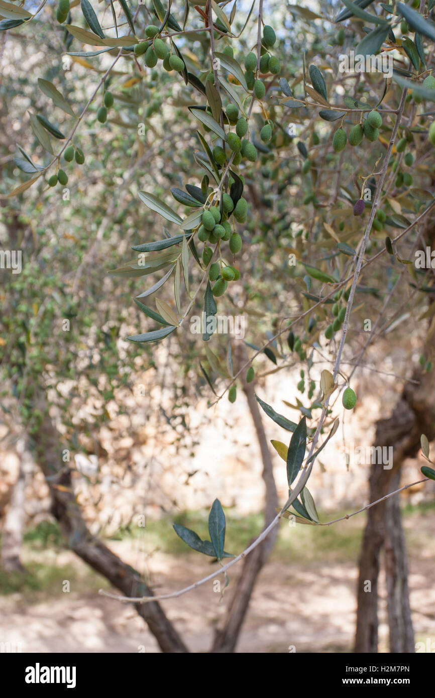Olive tree detail with olive and branches Stock Photo Alamy