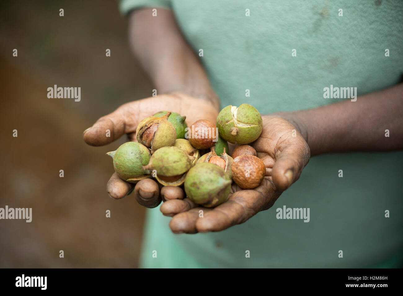 A fair trade macadamia nut grower holds freshly harvested nuts in Kirinyaga County, Kenya. Stock Photo