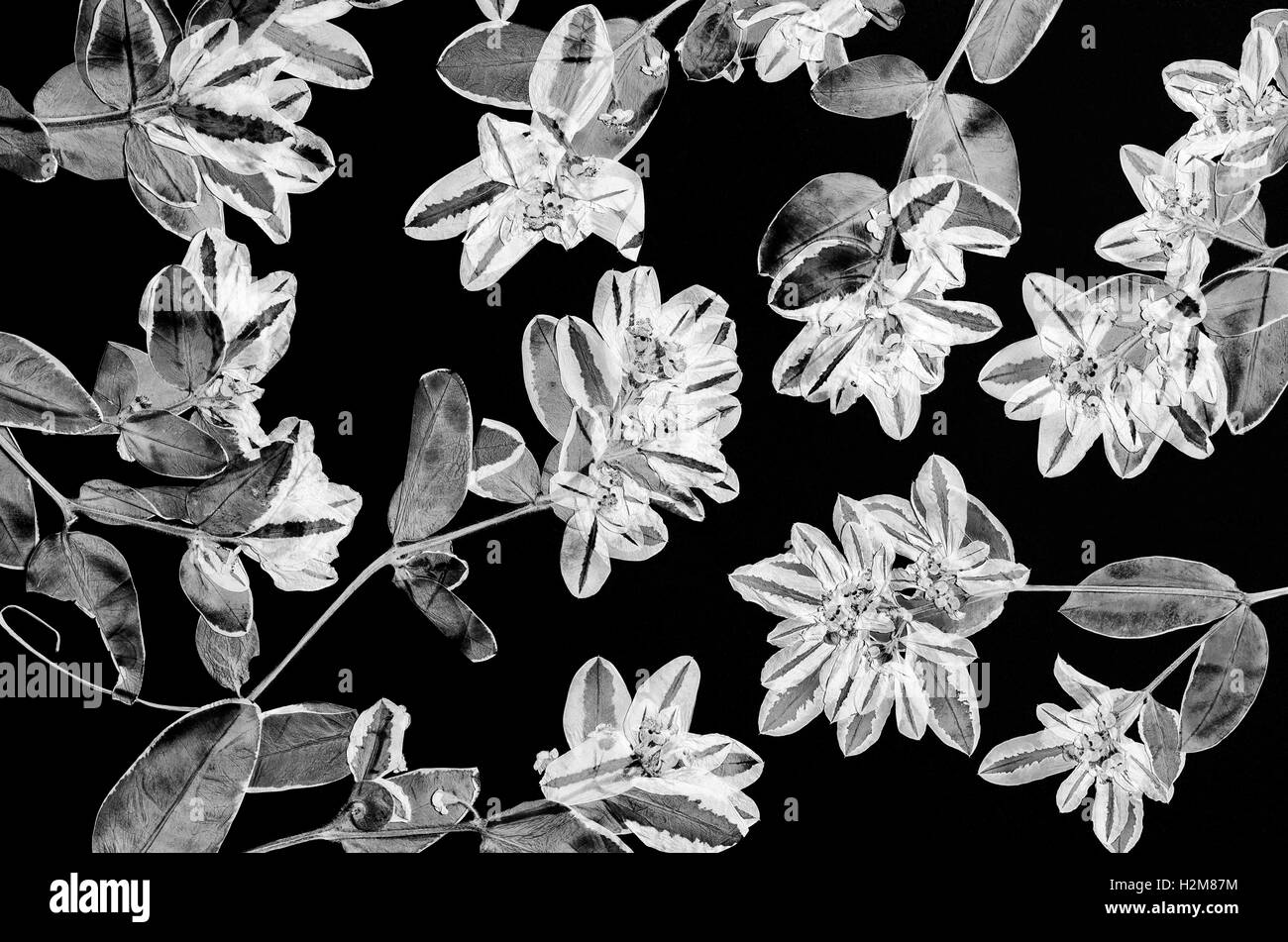 A composition of pressed flowers on black background shot black and white Stock Photo
